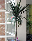 Trees & Palms